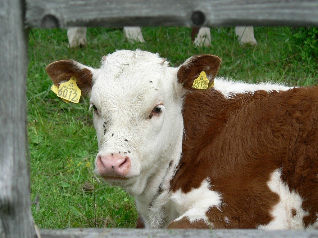 kuh, rind, nutztier, weide, tier, nutztiere, bauernhof, landwirtschaft, natur, allgäu, kühe, vieh, wiese, tierhaltung