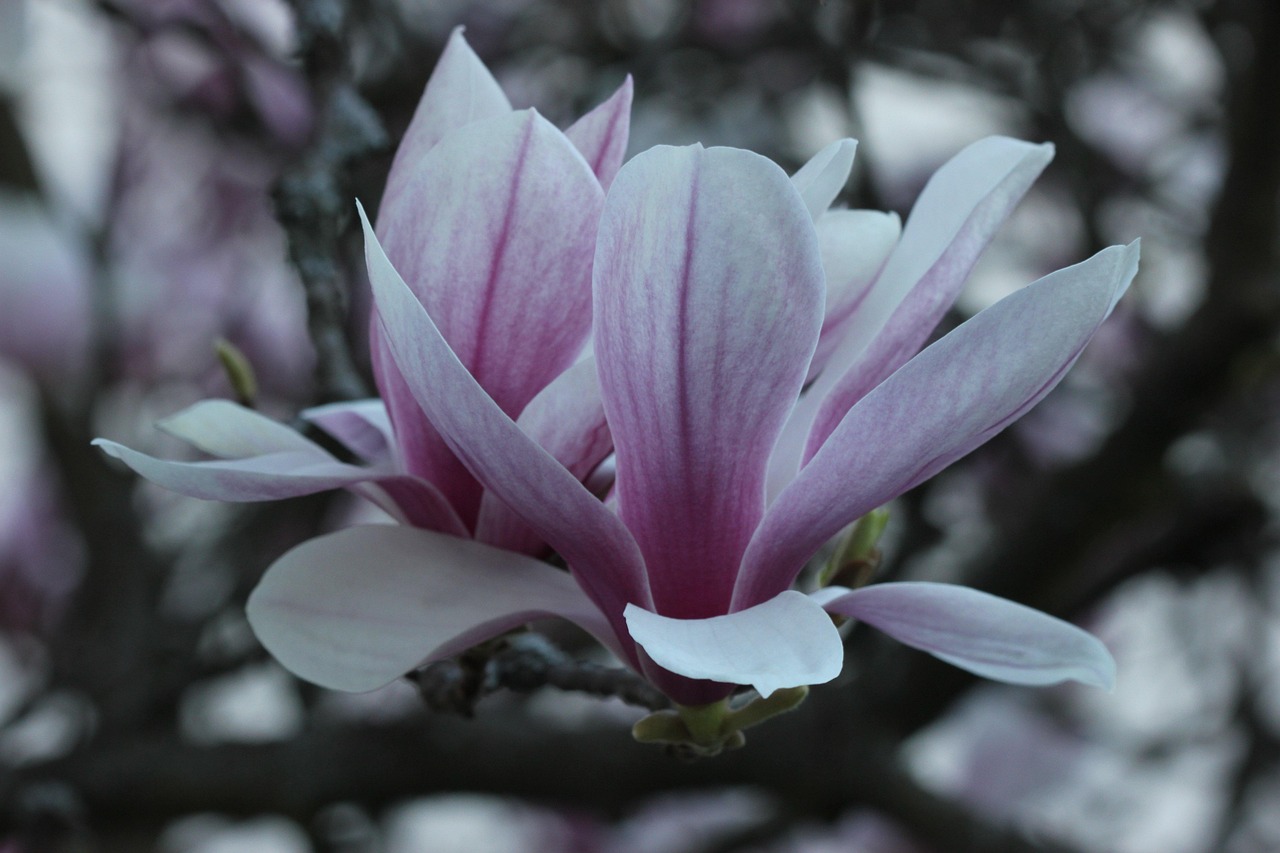magnolienblüte, tulpenbaum, gegenlicht