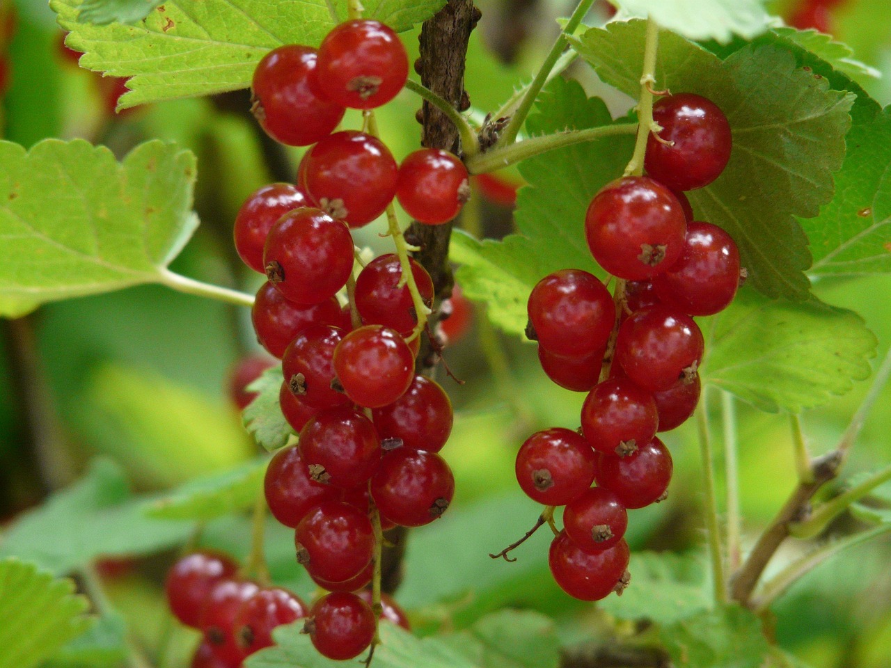 red currant, currants, gooseberry family, berry, fruit, red, meal, food, cute, ribes rubrum, ribes, berry fruit, traeuble, red currant, red currant, currants, currants, currants, ribes rubrum, ribes rubrum, ribes rubrum, ribes rubrum, ribes rubrum, ribes, ribes, ribes