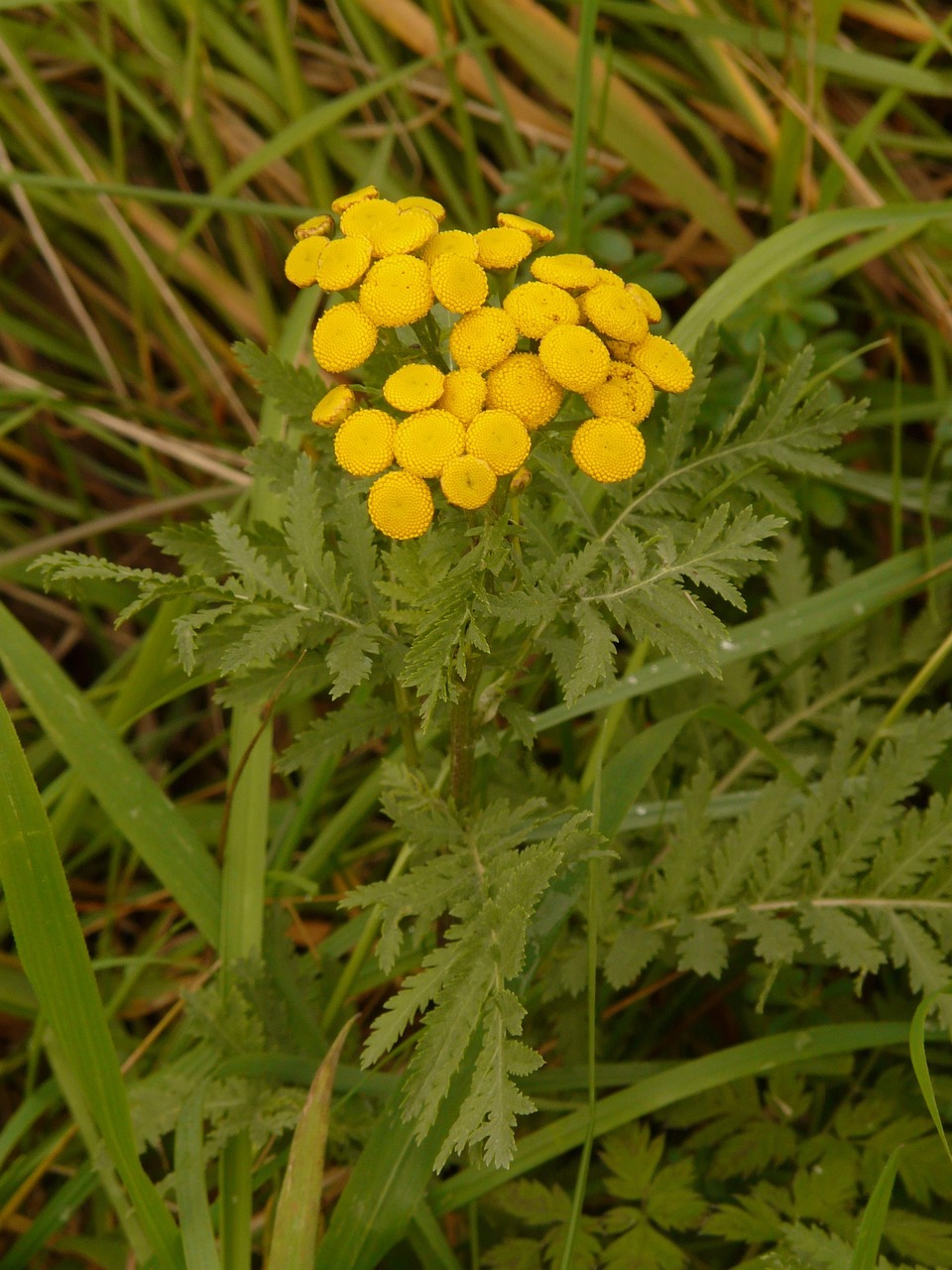 tansy, tanacetum vulgare, chrysanthemum vulgare, wormwood, composites, asteraceae, compass plant, yellow, flora, blossoms, semi-rosette plant, fragrant plant, medicinal plant, coloring plant, wormwood, wormwood, wormwood, wormwood, wormwood