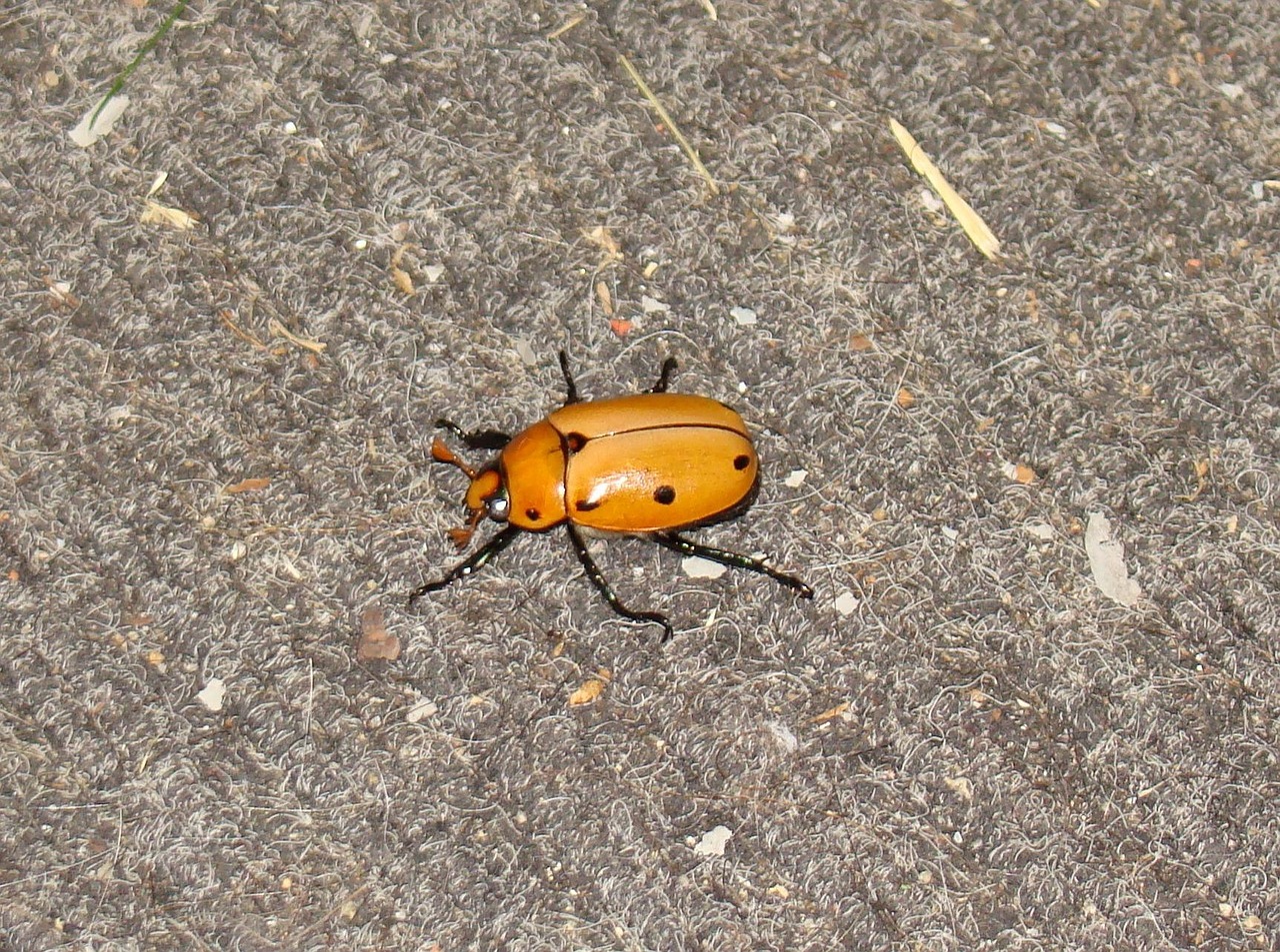 skarabé, bille, biller, vinstok, bug, fejl, insekt, insekter, dyr, dyreliv, natur