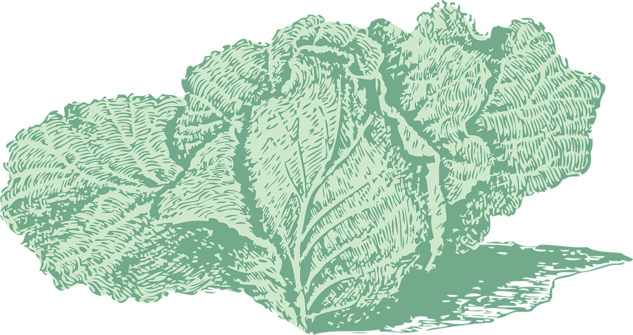 cabbage, vegetable, green, leafy, food, green food, green vegetables, cabbage, cabbage, cabbage, cabbage, cabbage, vegetable, vegetable, vegetable, vegetable, vegetable, food