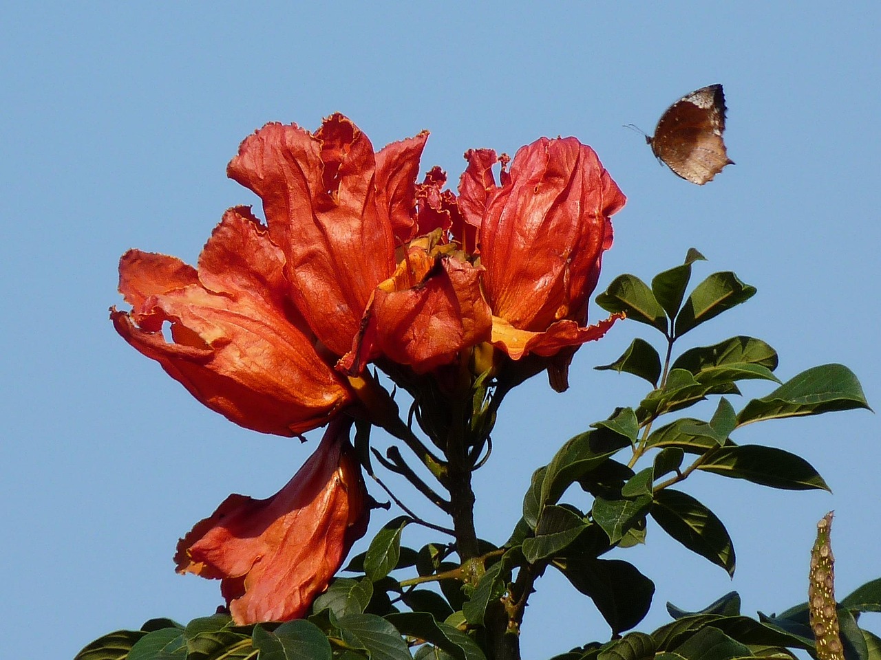 tulpenbaum, afrikanischer tulpenbaum, schmetterling, tier, natur, insekten