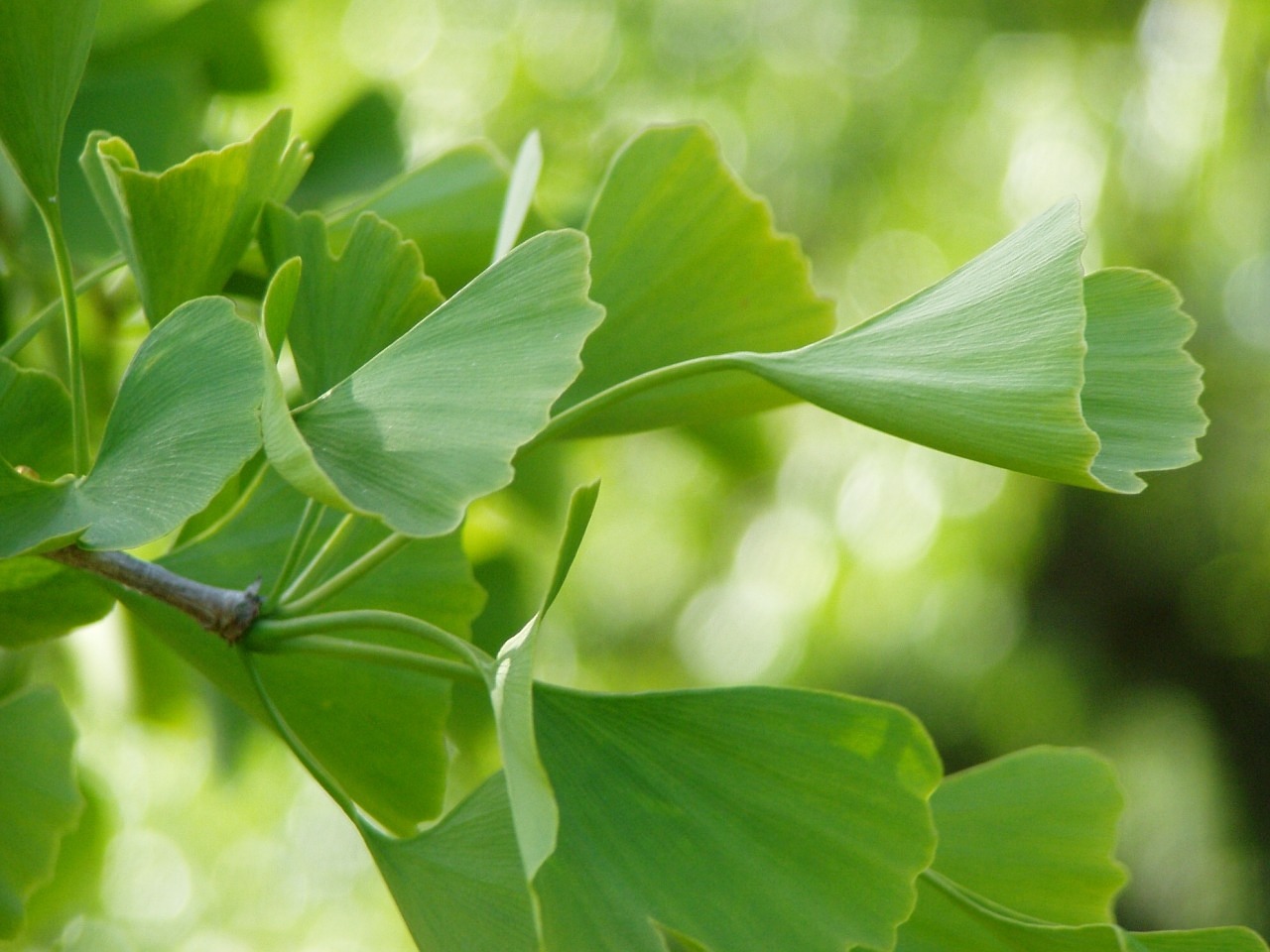 ginko, grün, blätter, pflanze, gesund, natur, china