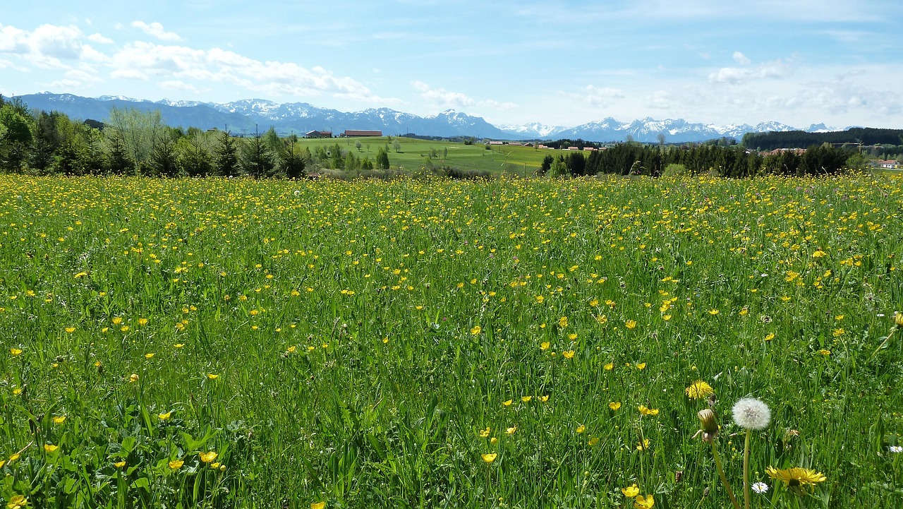 kevät, allgäu, niitty, kukka tapetti, voikukka, kukka, kauniita kukkia, vuoret, panoraama, näkymät, maisema, kukikas tausta, luonto