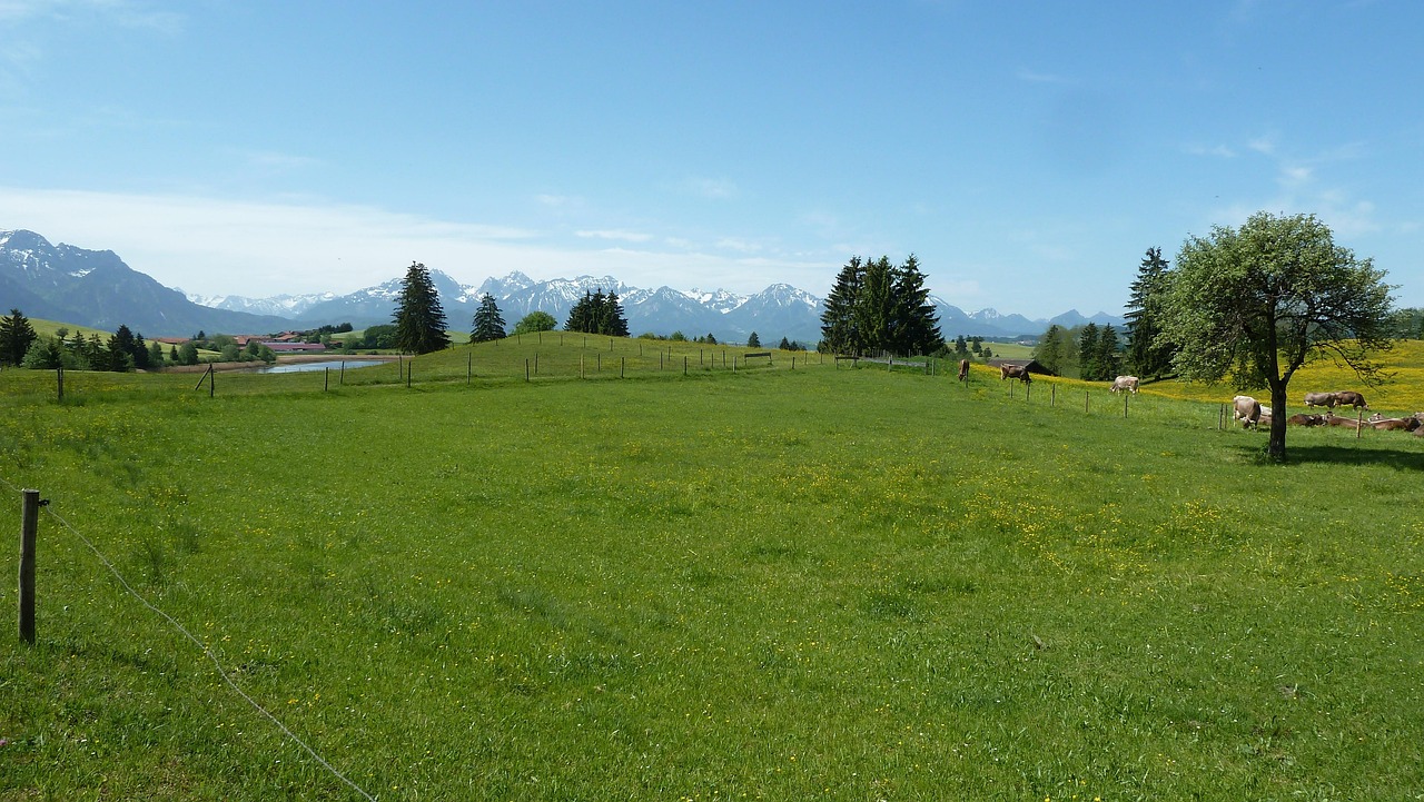 kevät, allgäu, niitty, voikukka, kukka, vuoret, kukka tapetti, kukikas tausta, kauniita kukkia, panoraama, näkymät, maisema, luonto