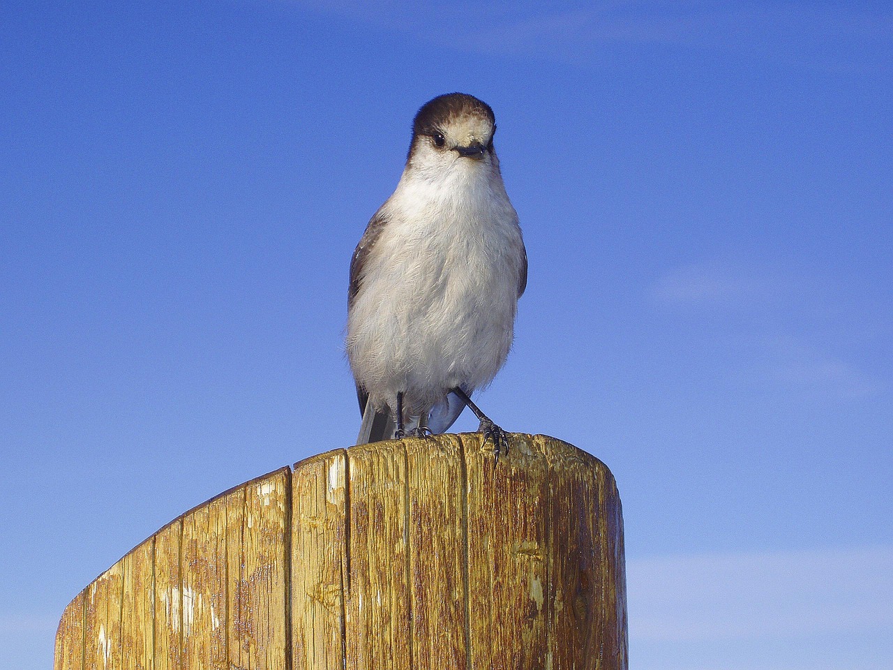 vogel, tier, gefiedert, natur, tierwelt, schnabel, fliegend