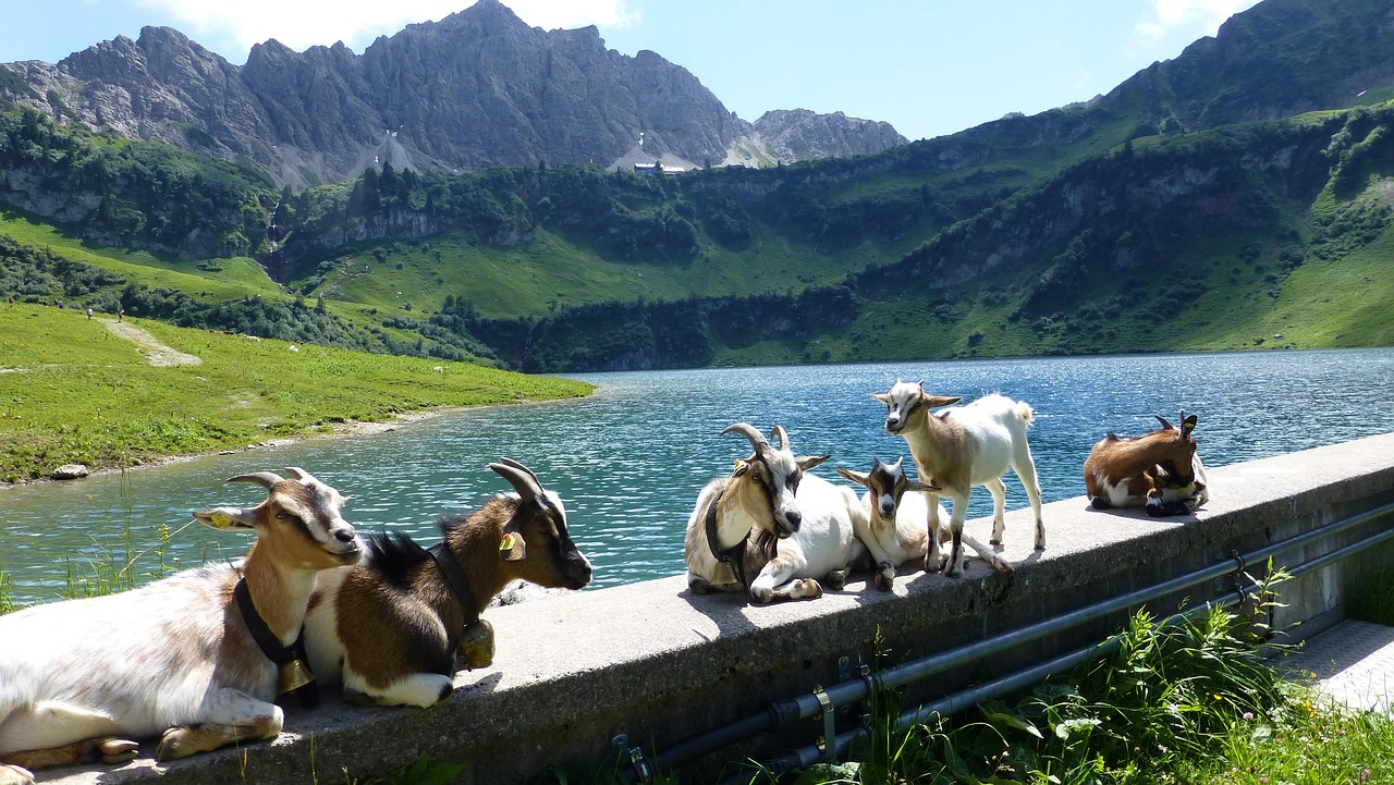 tyrol, tannheimertal, laughing tip, traualpsee, landsbergerhütte, goats, tyrol, tyrol, tyrol, goats, goats, goats, goats, goats