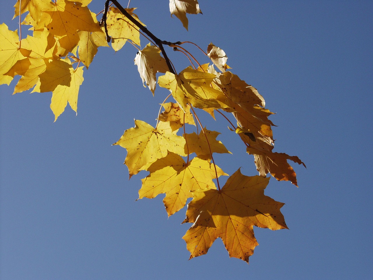 heaven, nature, sun, maple branch, yellow, fall
