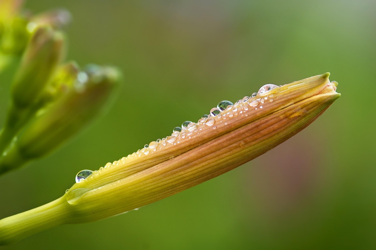 daylily, nature, hemerocallis daylily, flower background, hemerocallis, day lily plants, beautiful flowers, hemerocallidoideae, flower wallpaper, flower, plant