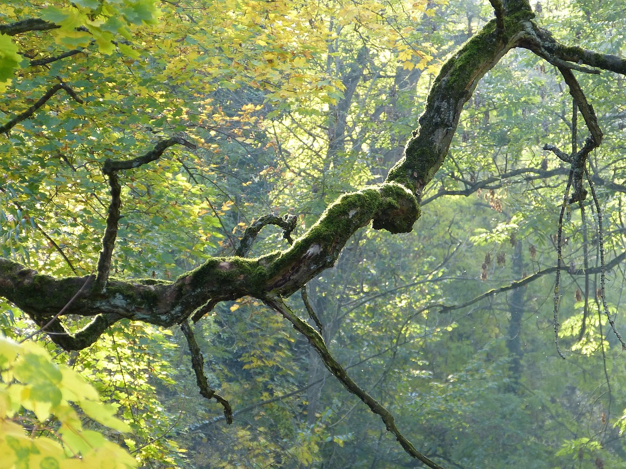 branch, nature, tree, crooked, mossy, gnarled, fall