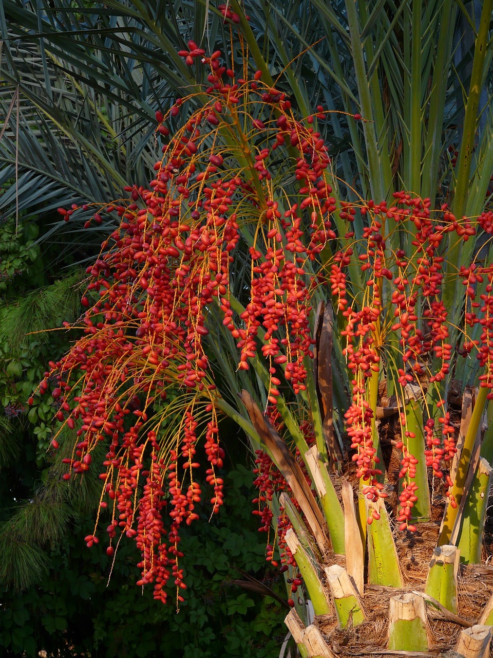 palmenfrucht, palmsamen, dattelpalme, rot, phoenixpalme, palmengewächs, palme, natur, dattelfrüchte, datteln, baum, dattel, frucht, phönix, canariensis, fruchtstand, beeren, tropisch, subtropisch, nutzpflanze, kulturpflanze