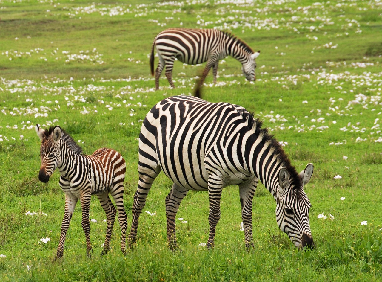 baby zebra, safari, serengeti, tanzania, africa, zebra, wild, wildlife, mammal, young, striped, wilderness, herbivore, environment, exotic, herbivorous, serengeti, zebra, zebra, zebra, zebra, zebra