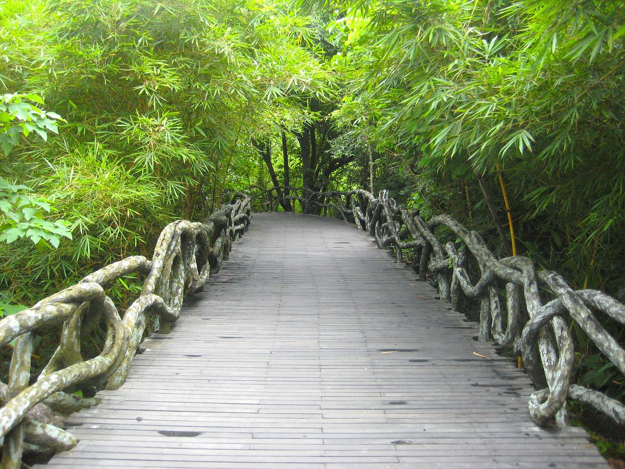 yanoda, china, park, regenwoud, woud, bomen, bossen, brug, voetpad, houten, natuur, buiten, mijlpaal, land, platteland, groene natuur, groene woud, groene boom, groen park, groene brug, groen natuurlijk