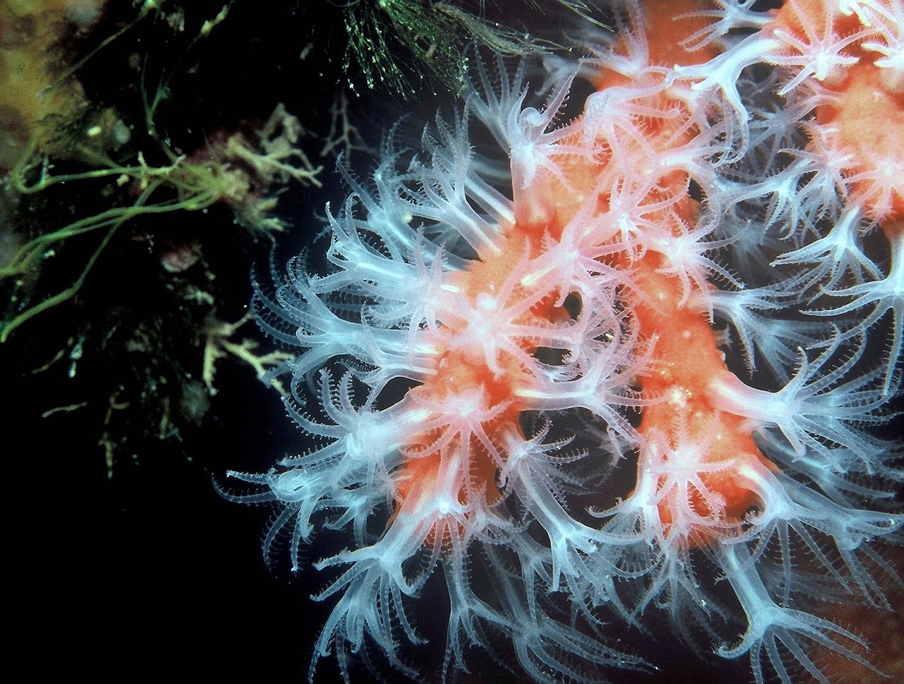 sea, ocean, water, underwater sea-life, corallium rubrum, coral, beautiful, close-up, nature, macro