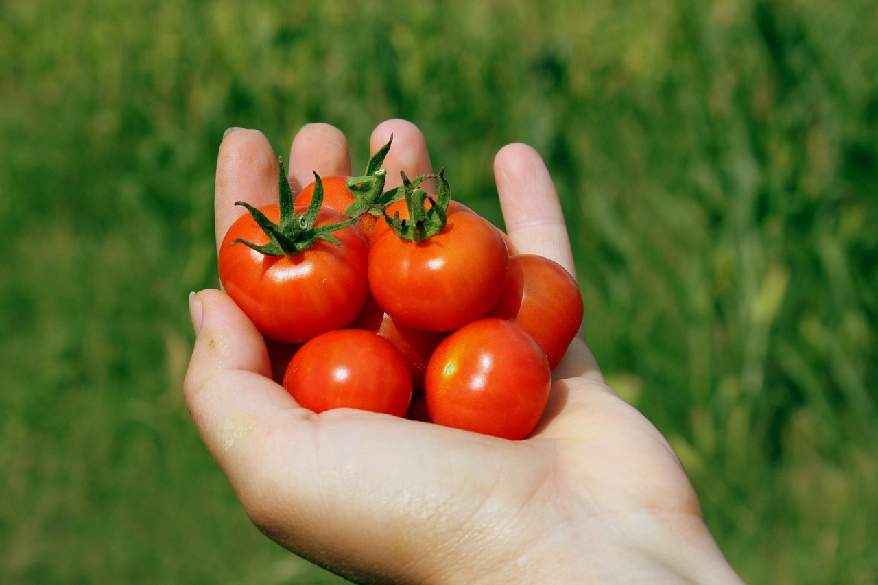 cherry tomatoes, hand, handheld, red, small, tomatoes, ripe, vegetables, green vegetables, cherry tomatoes, cherry tomatoes, cherry tomatoes, cherry tomatoes, cherry tomatoes