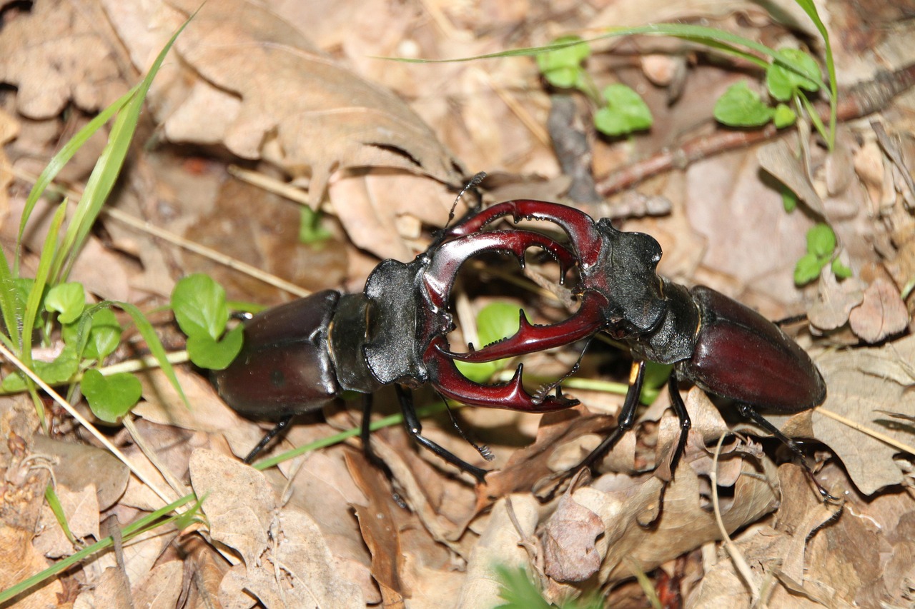 coleotteri, cervus, battagliero, lucanus, cervo, insetti