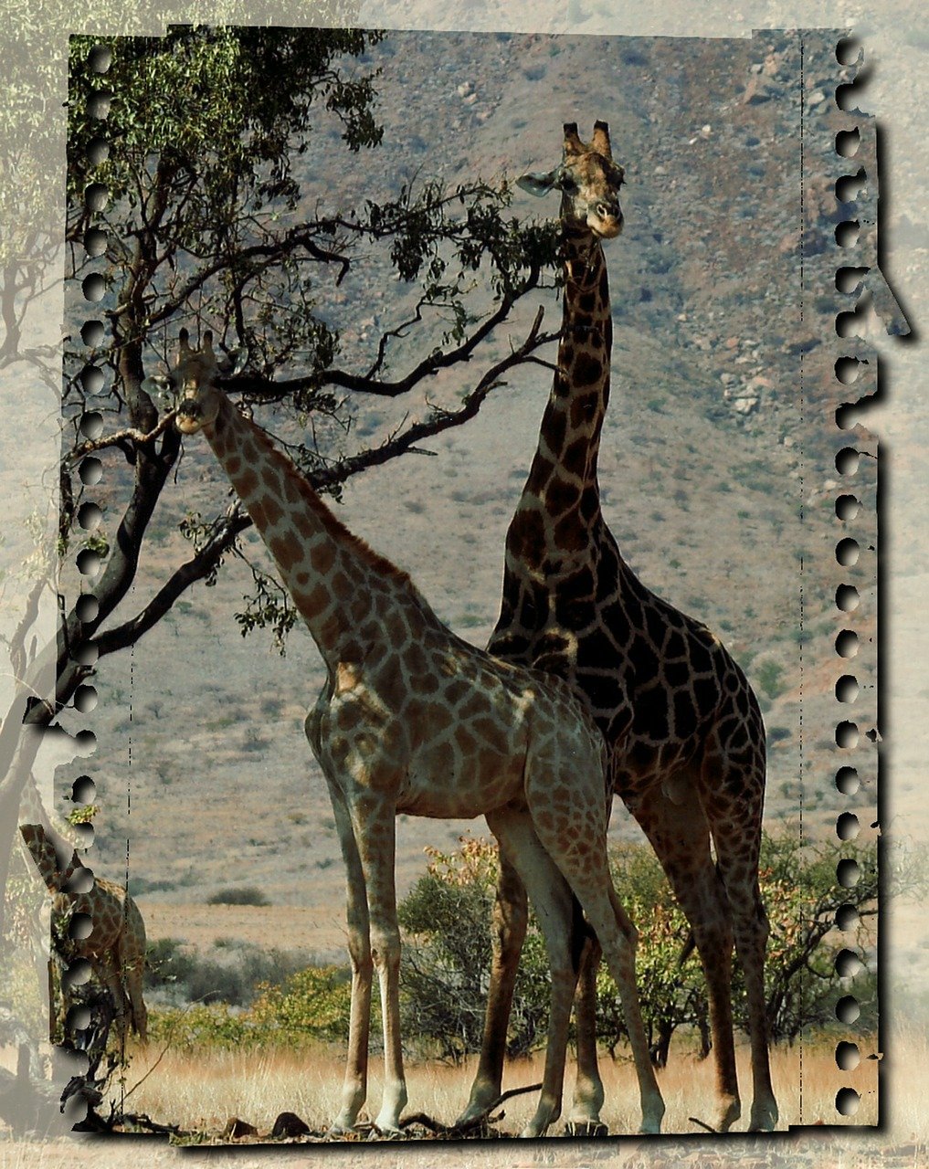 girafe, sauvage, animaux, namibie, paysage, afrique, nature, safari, faune, mammifère, exotique, extérieur