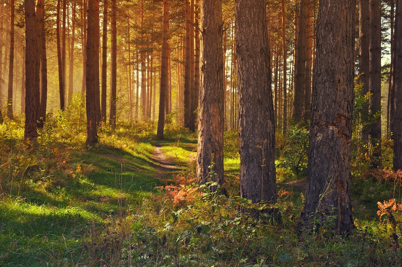 forest, trees, woods, trunks, tree trunks, woodlands, path, trail, forest path, forest trail, nature path, nature trail, glade, nature, landscape, pathway, forest, forest, forest, forest, forest