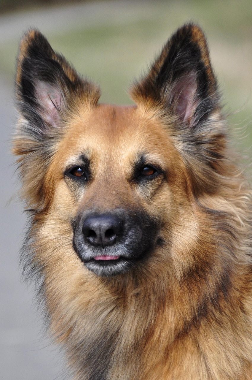 dog, hybrid, brown, pet, animal, comrade, portrait