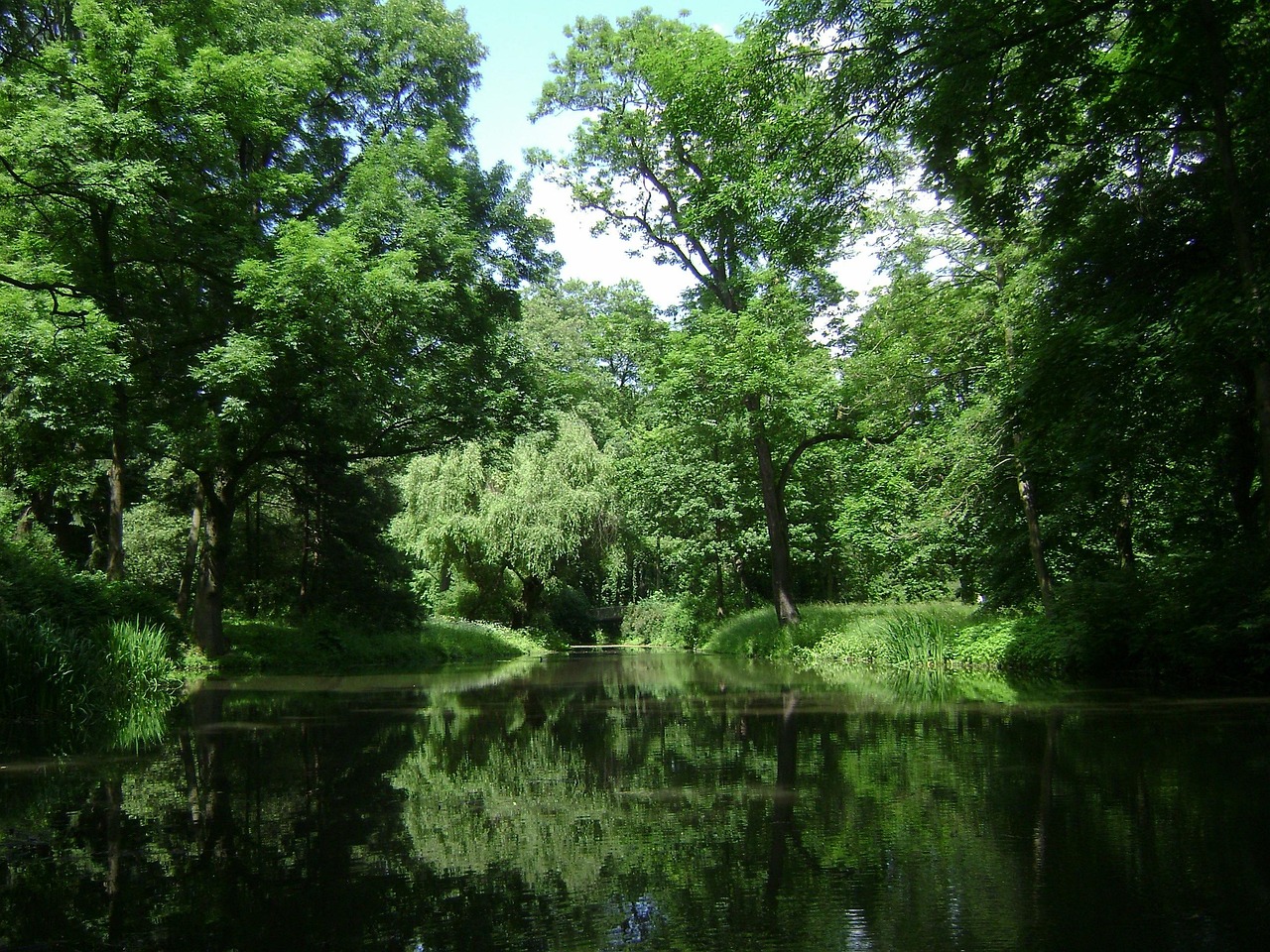 warschau, polen, park, woud, bomen, bossen, meer, vijver, water, reflecties, zomer, de lente, natuur, buiten, groene natuur, groene lente, groen water, groene woud, groene boom, groene zomer, groen park, groen meer, groen natuurlijk