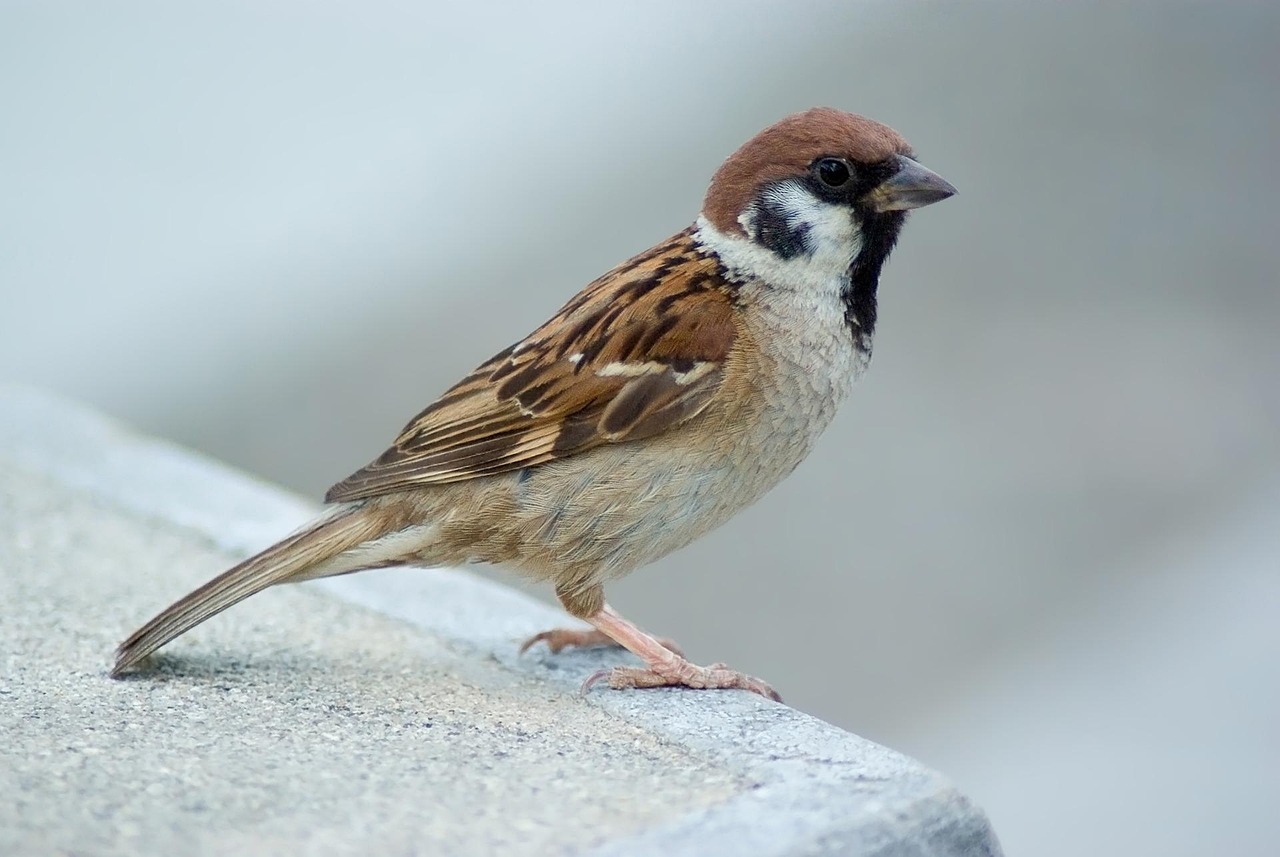 feldsperling, spatz, vogel, natur, außerhalb, makro, nahaufnahme, leiste, schöne, feldsperling, feldsperling, feldsperling, feldsperling, feldsperling