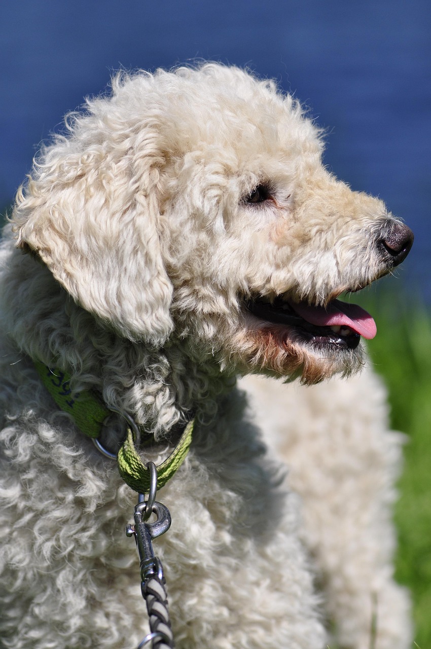 dog, adrift, animal, poodle, hybrid, white, pet, blue, portrait, rude, comrade