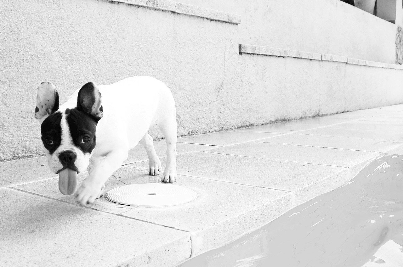 dog, animals, pets, bulldog, french bulldog, funny, nature, funny dog, tongue out, puppy, laughter, pet, grace, mascot, animal