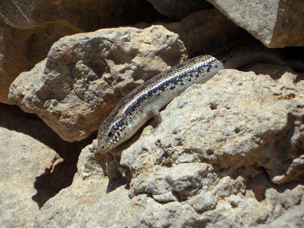 lizard, nature, reptile, animal, creature, stone wall, wall residents, old sanja, stones, hidden, pulled back, lurking, waiting, hide