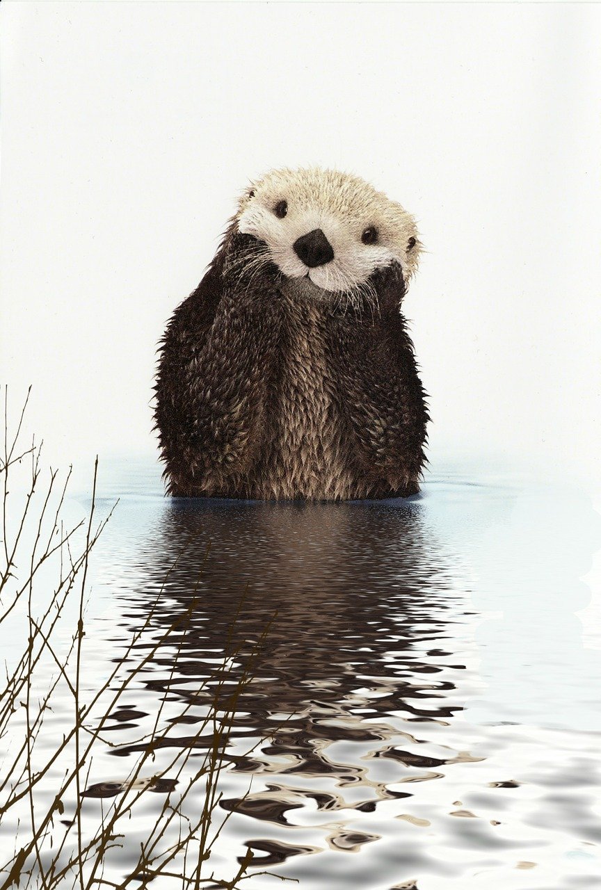 otter, tier, wasser, wellen, geäst, computer grafik, kunstwerk, digitale kunst, natur, digitale manipulation, fotokunst, otter, otter, otter, otter, otter