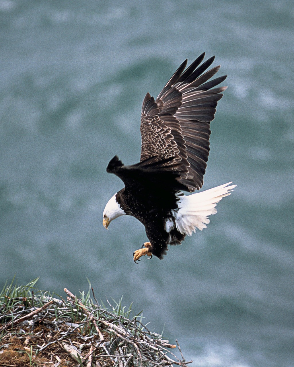 eagles nest, fliegend, weißkopfseeadler, vogel, raubtier, gefiedert, tier, scharfe augen, kopf, nahaufnahme, natur, haliaetus leucocephales, adler, raubvogel, blaue tiere, blaue vögel, blau geschlossen, weißkopfseeadler, weißkopfseeadler, weißkopfseeadler, weißkopfseeadler, weißkopfseeadler, adler, adler