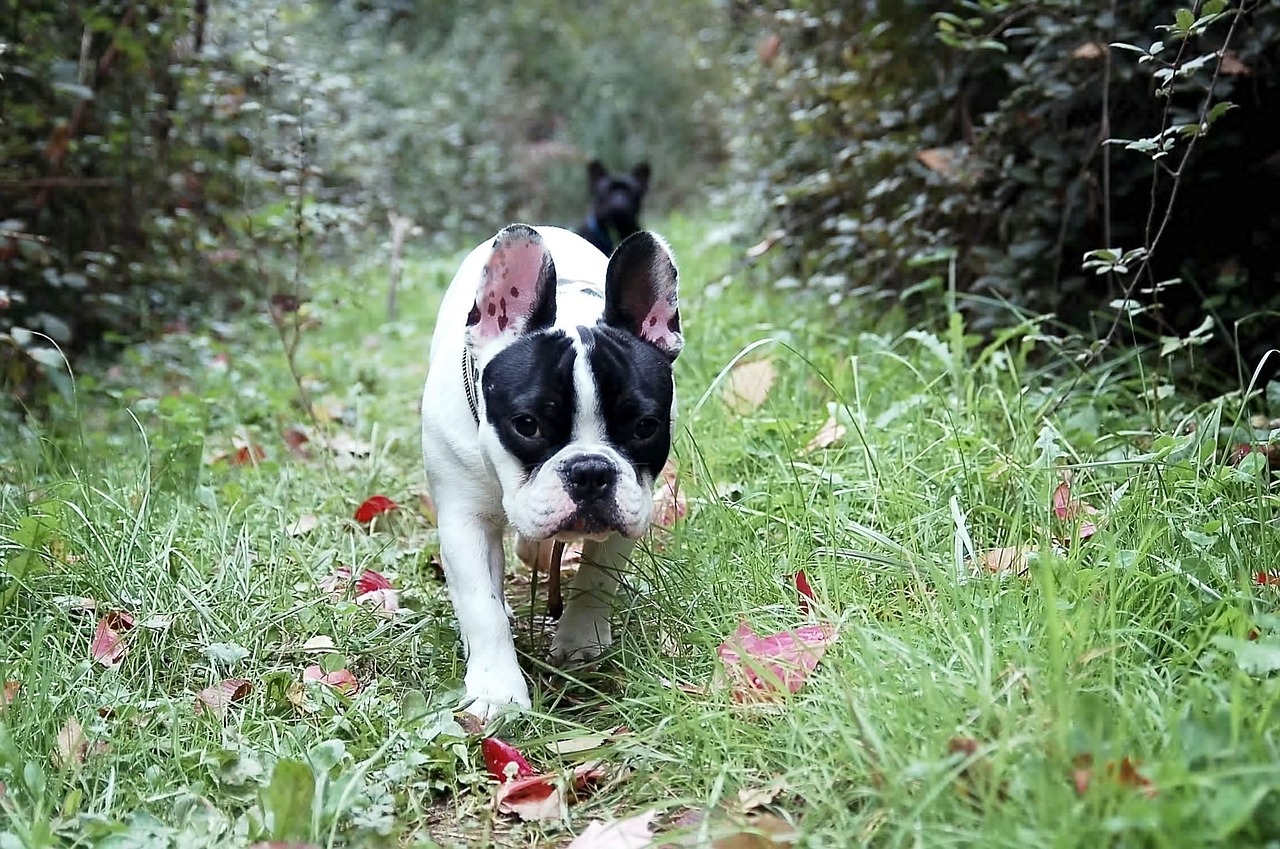 bulldog, french bulldog, windows wallpaper, mac wallpaper, 4k wallpaper, puppy, dog, pet, animals, funny, nice, dogs, cute, hd wallpaper, desktop backgrounds, 4k wallpaper 1920x1080, mascot, funny dog, pets, walk, forest, nature, take a walk, background, screensaver, beautiful wallpaper, sheets, autumn, laptop wallpaper, free background, free wallpaper, autumn forest, dry leave, wallpaper hd, cool backgrounds, path, animal, autumn leaves, wallpaper 4k, full hd wallpaper, outdoors