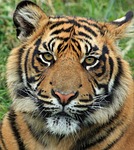Tiger animal wildlife mammal sumatran tiger big cat wild animal wilderness fauna portrait