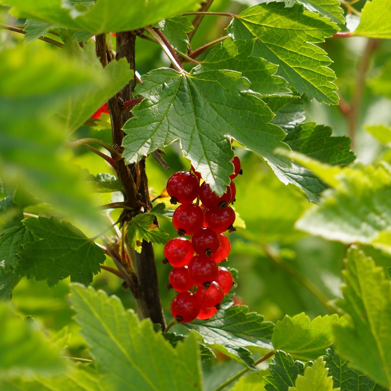 redcurrant, nature, ribes rubrum, garden, cultured, red berry, ripe, berry bunch, berry