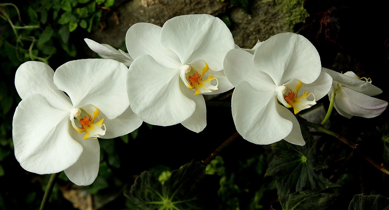 orquídeas, branco, flores, monte, cordas, natureza, floração, plantas, brilhante, floresce, florescendo, três flores, decorativo, ornamental, floral, jardins, jardinagem, doritaenopsis