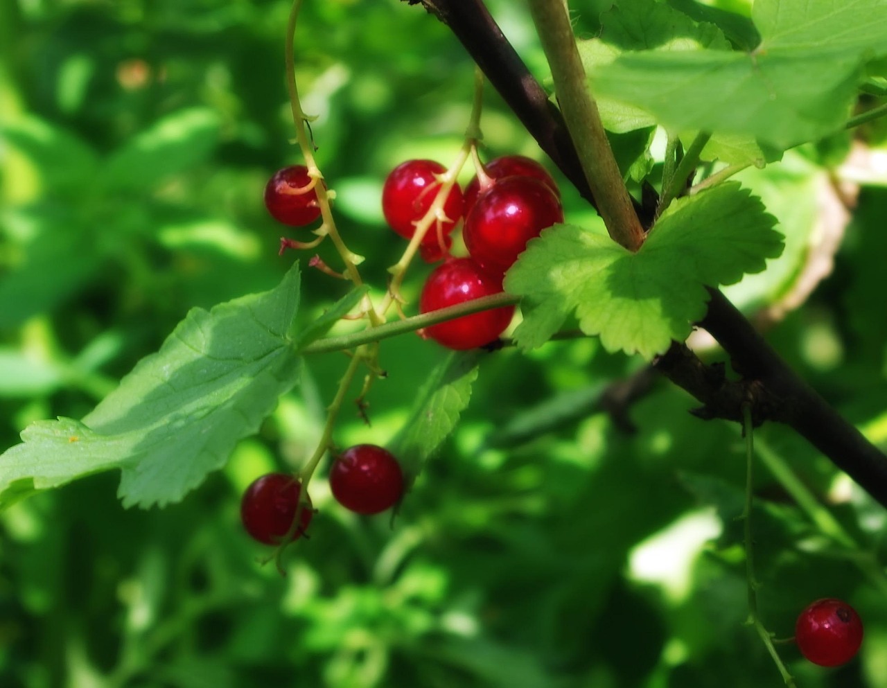 ribes rubrum, currants, redcurrants, plants, nature, outside, close-up