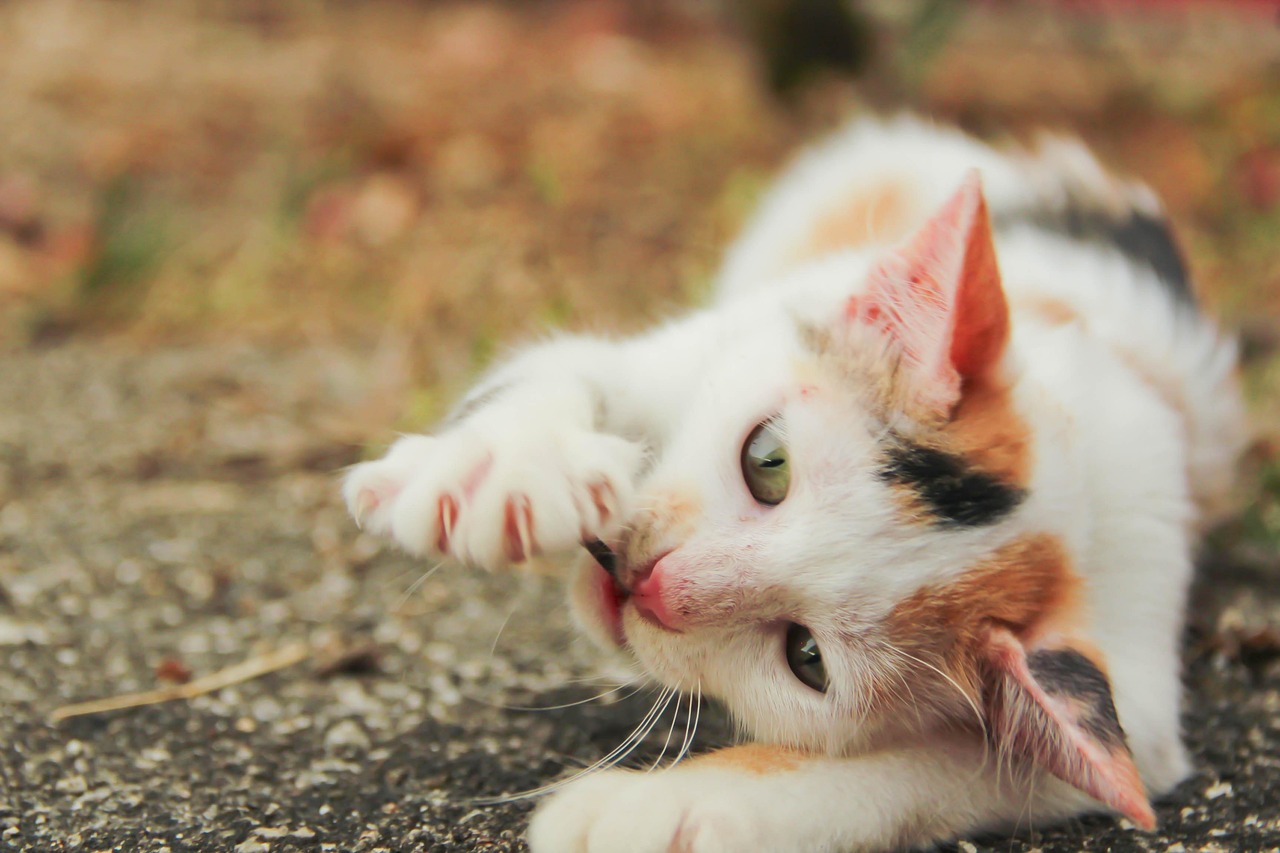 katze, haustier, tier, kätzchen, natur, inländisch, katzenartig, säugetier, starren, züchten, tabby, katze muschi, kreatur, schnurrhaare, pelz, neugierig, tierarzt, haushalt, schnurren, miau, spielen, klaue, pelzig