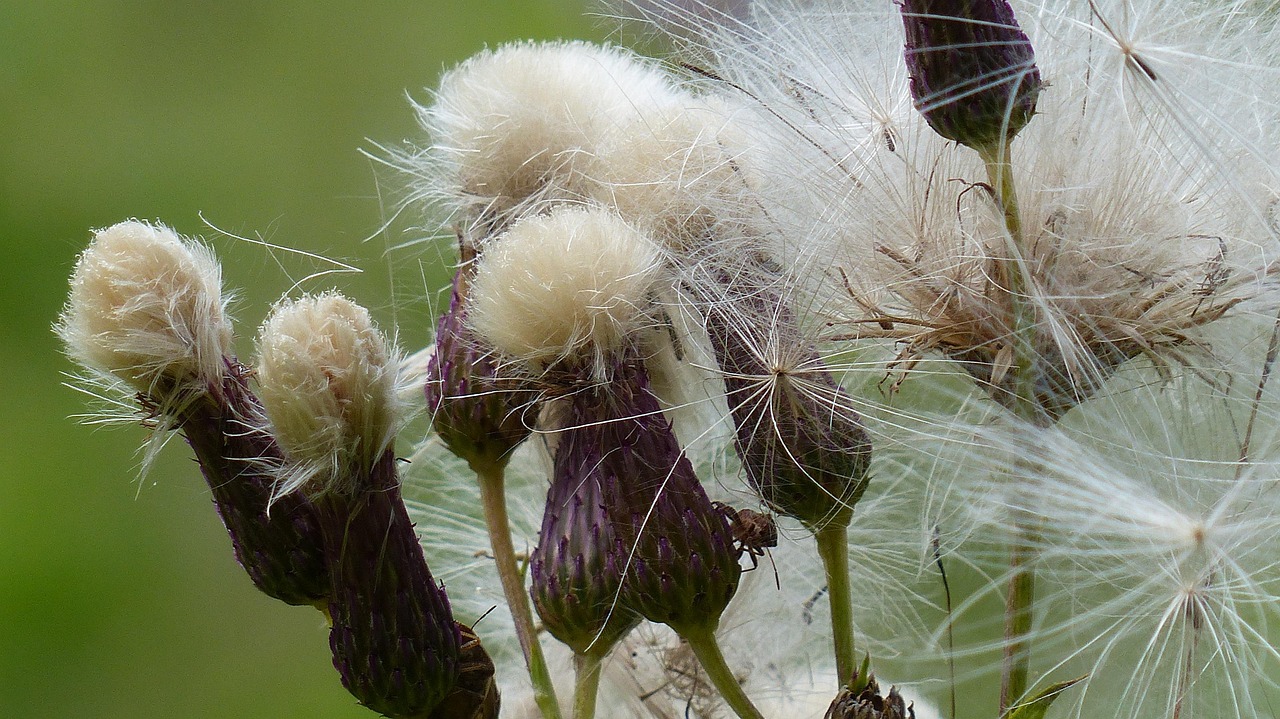 allgäu, flower, flower background, dyer sado, serratula tinctoria, flower wallpaper, nature, beautiful flowers, faded