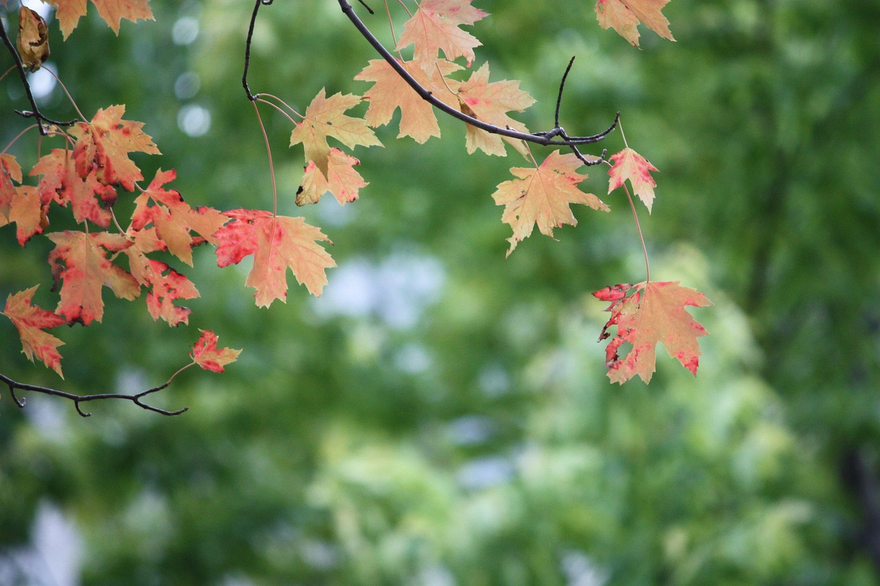 leaves, tree, red, maple, branch, branches, trees, forest, woods, nature, autumn, fall, september, october, foliage, season, seasonal, environment, growth, autumnal, green growth