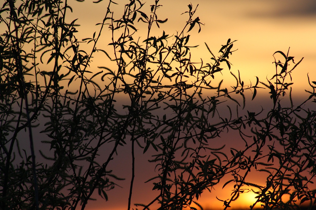 spring, bloom, nature, leaves, natur, village, trees, landscape, sunset, idyll, still life, natural, beauty, black, orange, pink, purple, macro, colorful, evening
