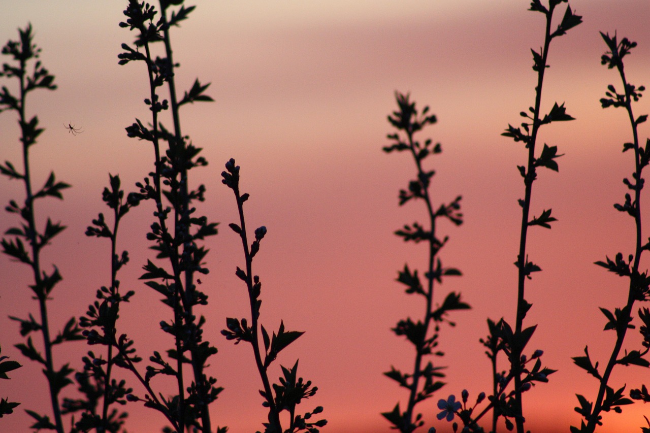 spring, bloom, nature, leaves, natur, village, trees, landscape, sunset, idyll, still life, natural, beauty, black, orange, pink, purple, macro, colorful, evening, white