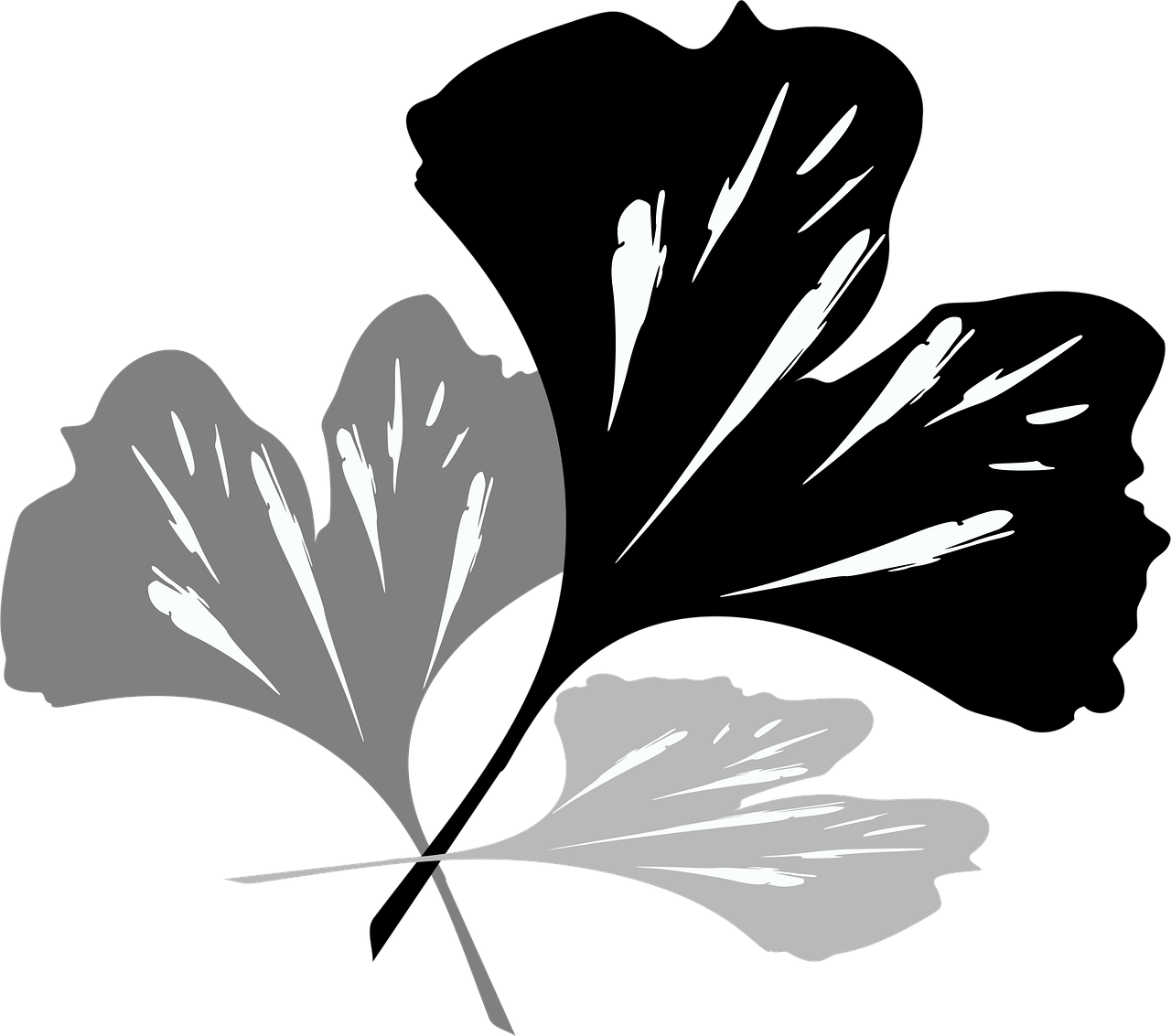 ginko, grün, blumen hintergrund, blumentapete, pflanze, natur, schöne blumen, blumen, ginkgo biloba