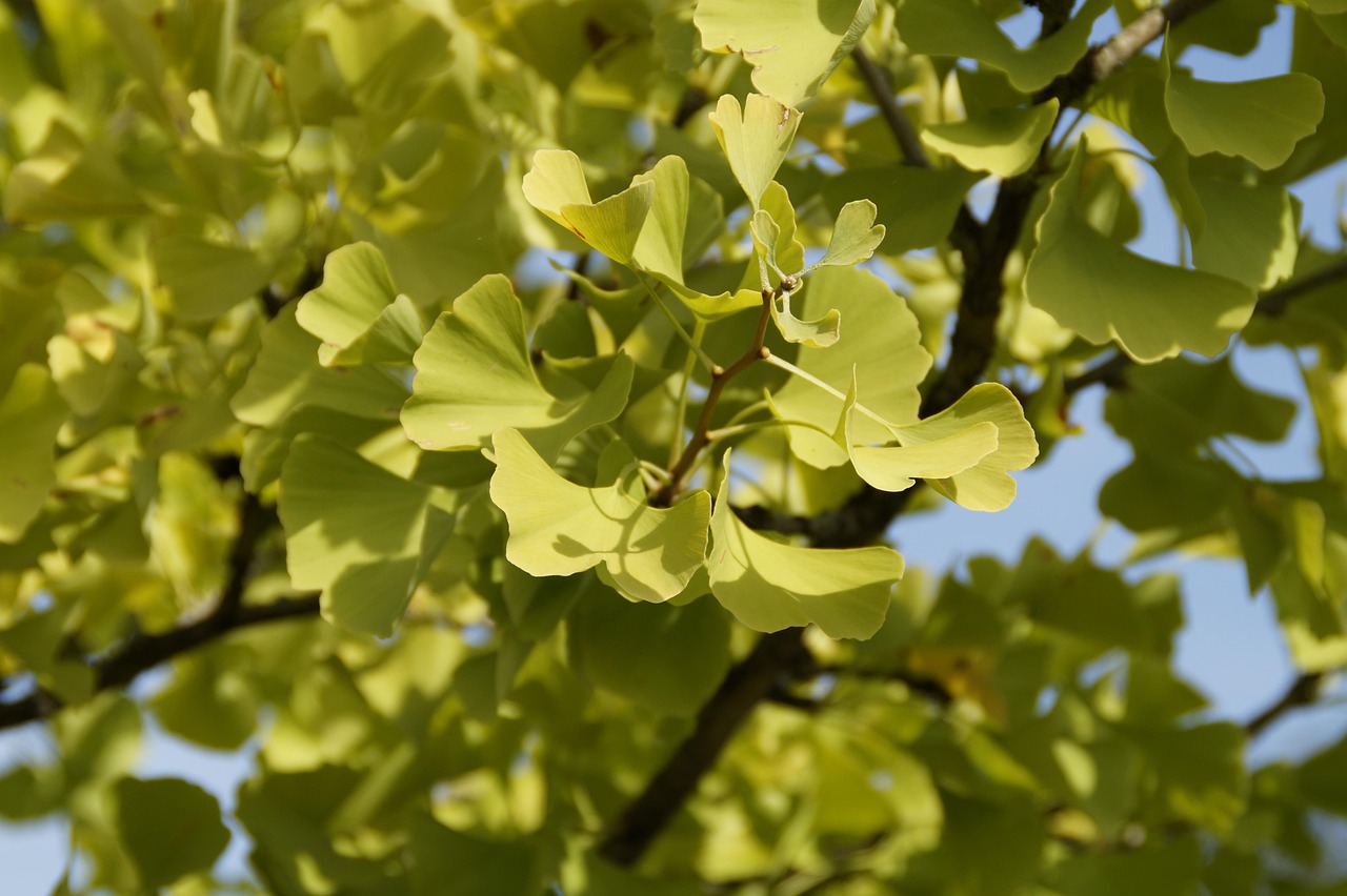 ginko, grün, blätter, baum, china, natur, herbst, gingko
