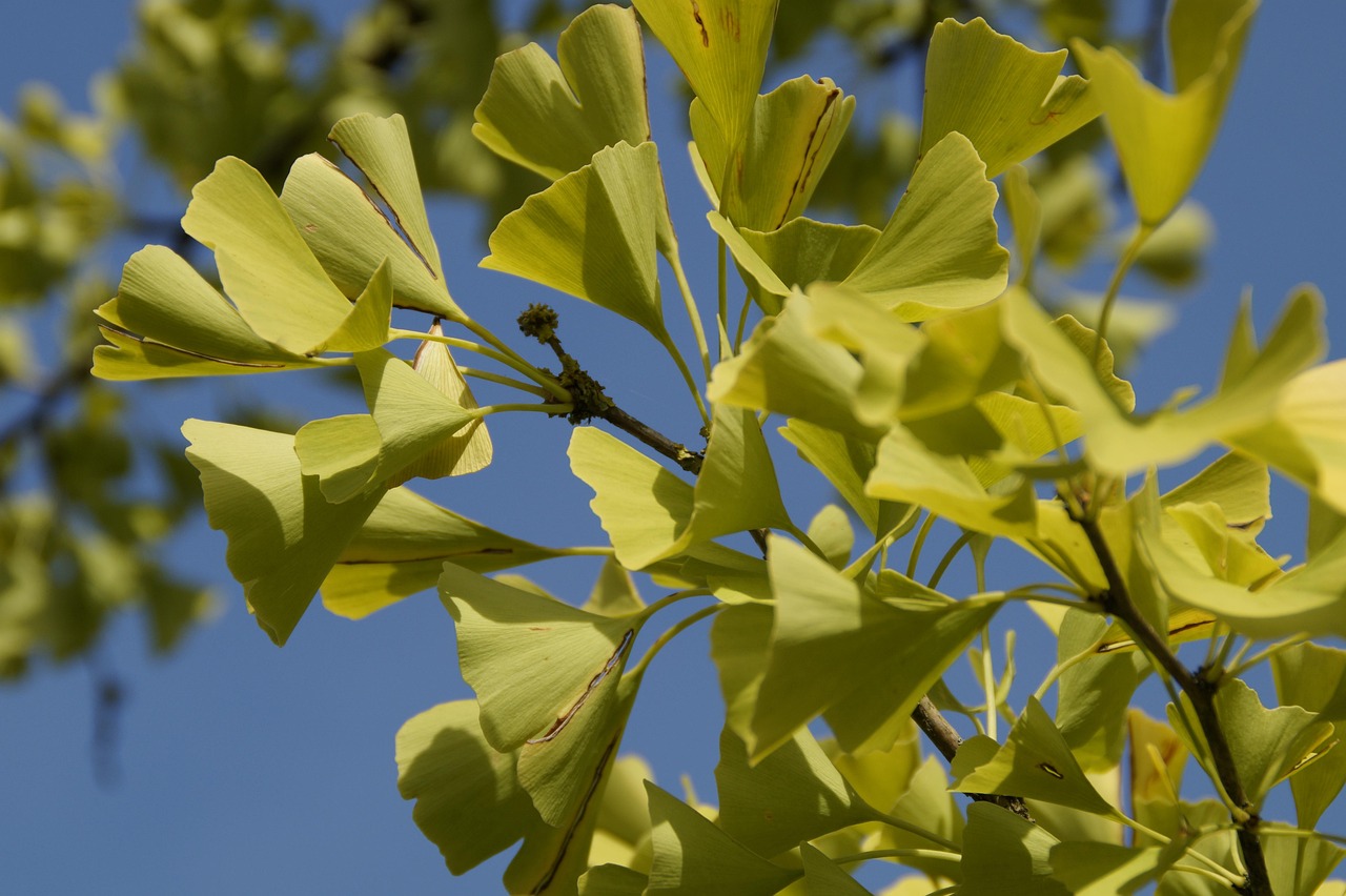 ginko, blätter, china, baum, natur, ginkobaum, gingko, gingkobaum