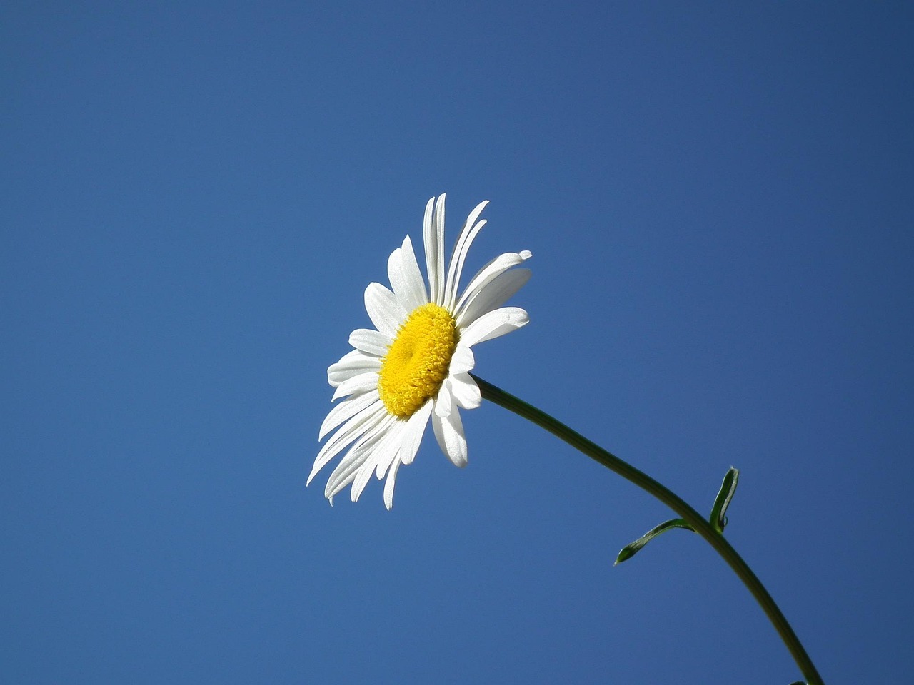 flower, bloom, beautiful flowers, blue sky, white, summer, nature, daisy, flower wallpaper, flowers, day, sky, flower background, june, blue, petal, sheet