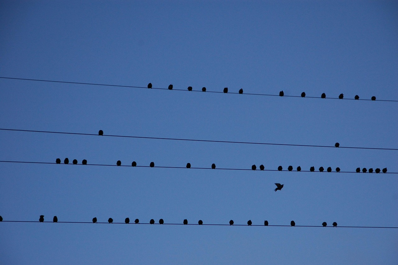 thread, nature, birds, migration, partition