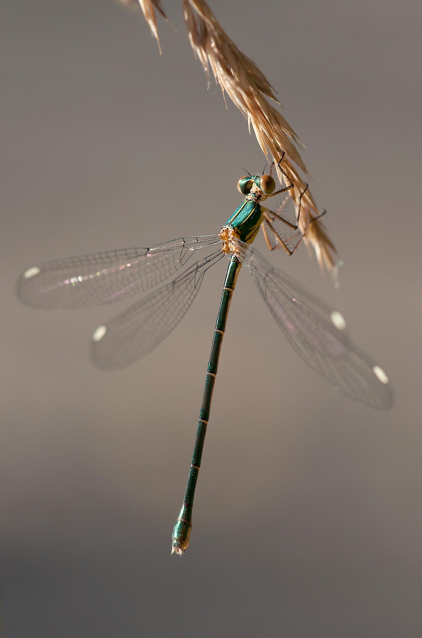 insekt, trollslända, entomologi, arter, makro