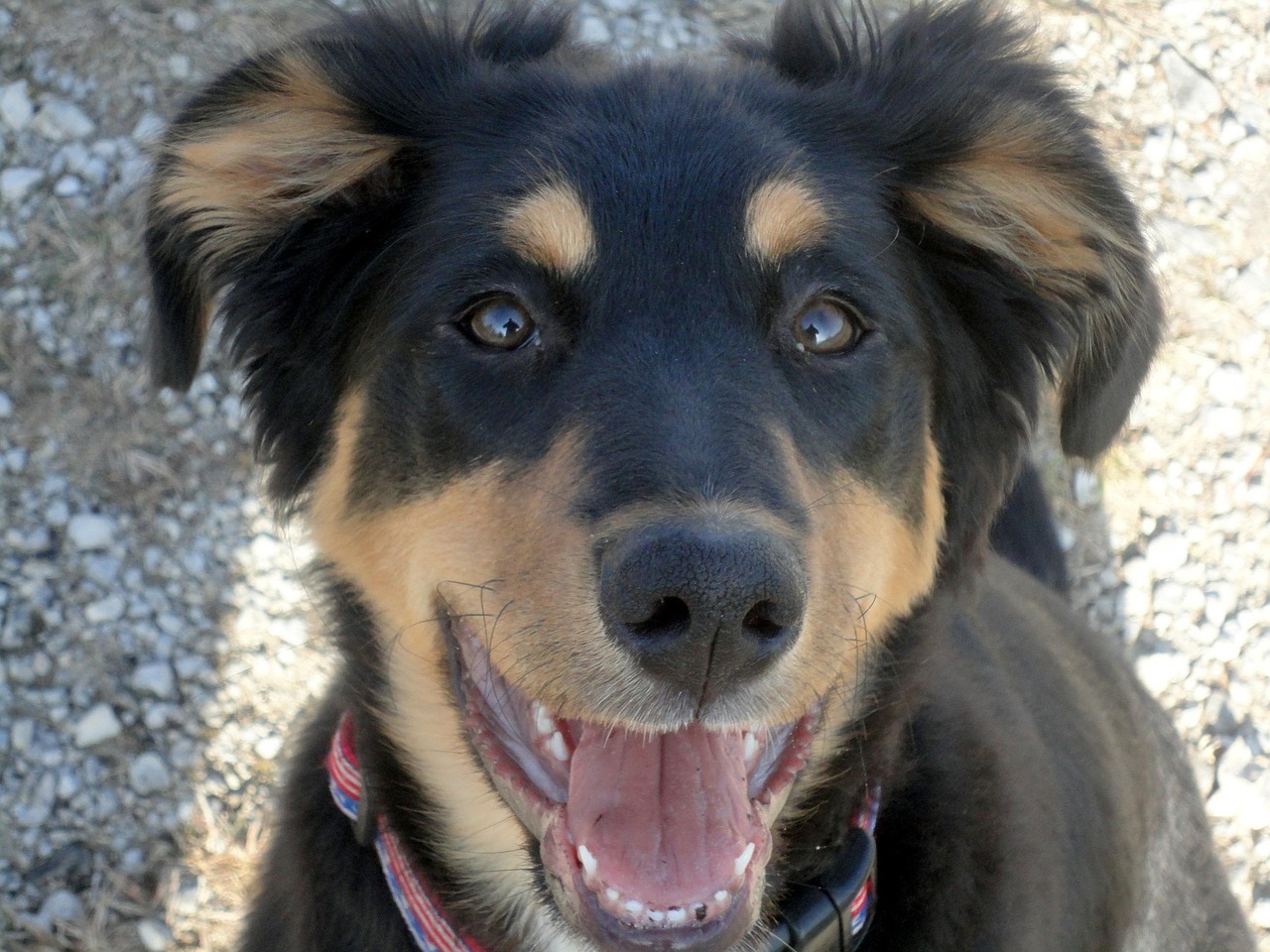dog, hybrid, face, pet, eyes, animal, comrade, portrait, puppy