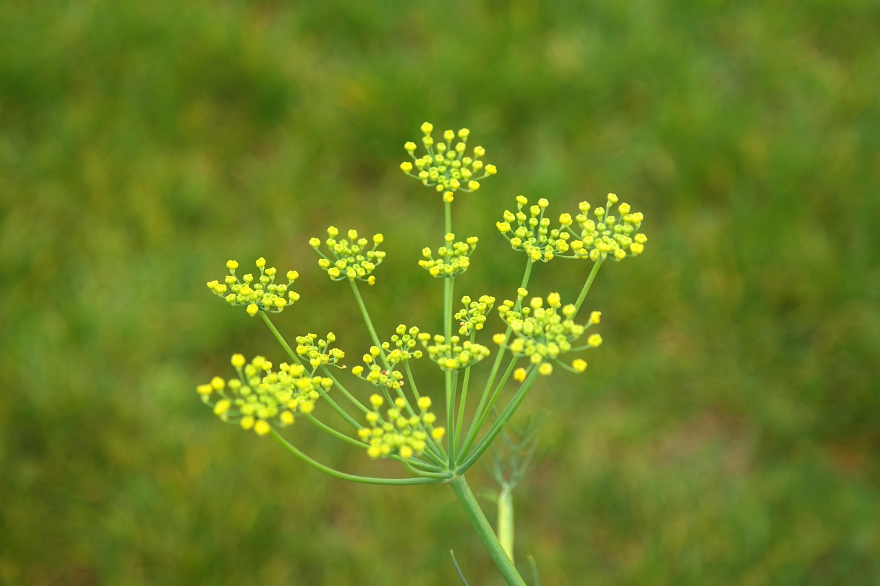 fennel, blossom, bloom, inflorescence, yellow, yellow-green, foeniculum vulgare, foeniculum, umbelliferae, apiaceae, vegetable plant, aromatic plant, medicinal plant, kaithal nickel, fennel spice, sweet fennel, foeniculum vulgare var dulce, real fennel, garden fennel, wild fennel, fennel, fennel, fennel, fennel, fennel, foeniculum vulgare, foeniculum vulgare