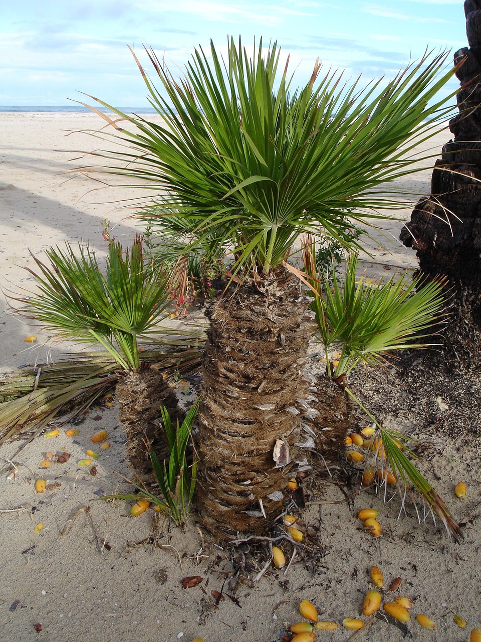 dattelpalme, palme, datteln, natur, phoenix dactylifera, früchte, samen, pflanze, exotisch